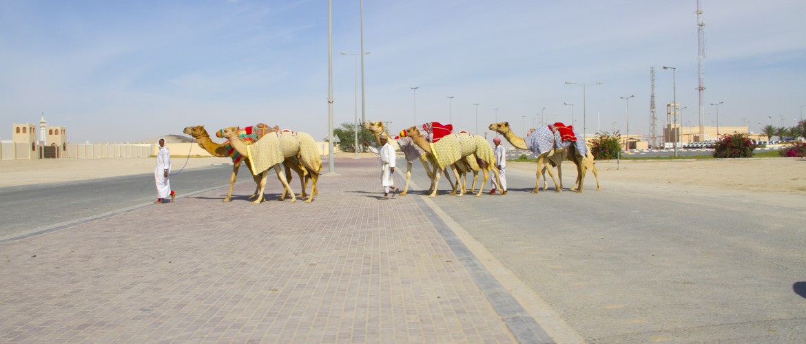 camel pic
